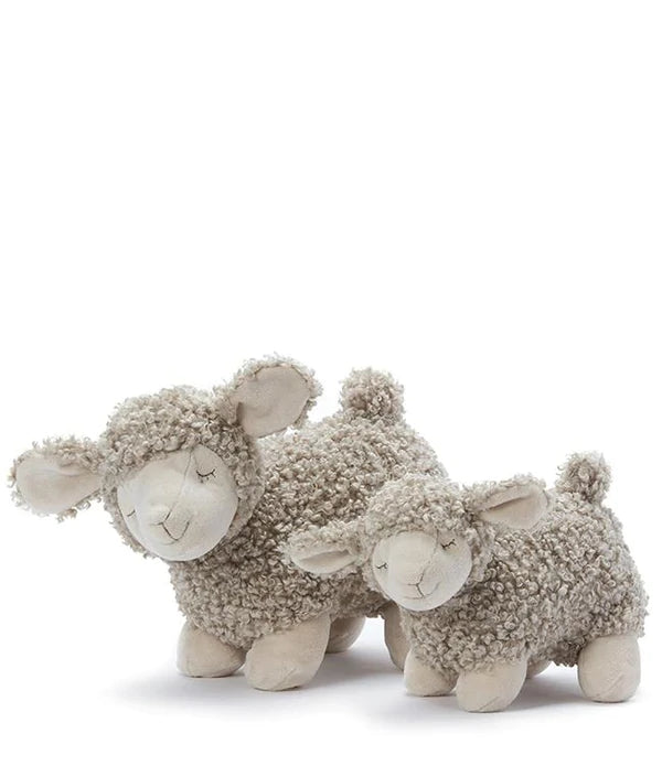 Charlotte the Sheep